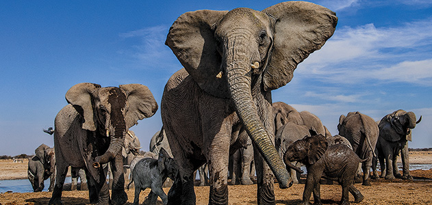 Elephants at Watering Hole