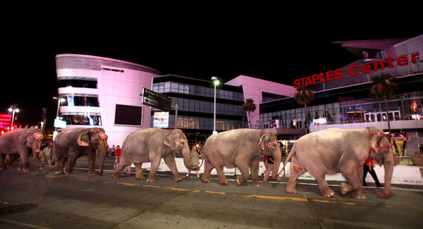 LA to Decide if Ringling Bros Circus can bring elephants to LA