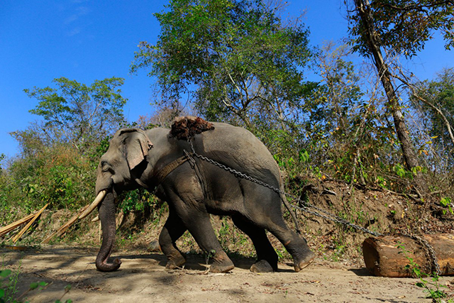 Elephants in Burma