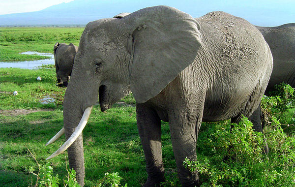 Elephants Rumble to Communicate