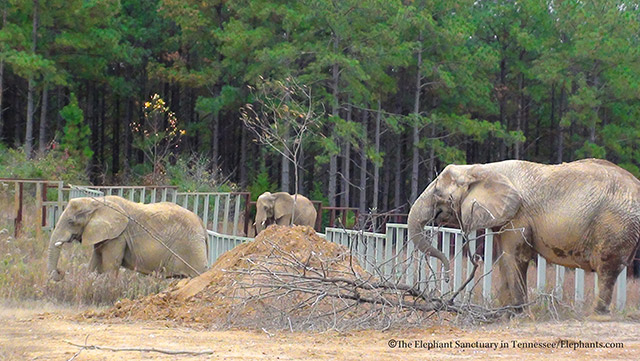 Over time, Sanctuary staff is hopeful that Sukari, Hadari, and Rosie will be able to share space.