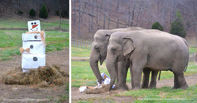Elephants enjoy enrichment items.