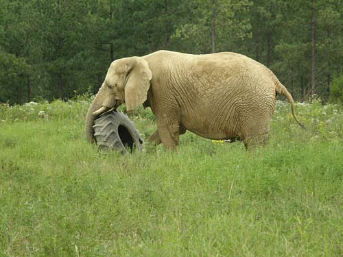 Tange found a tire!