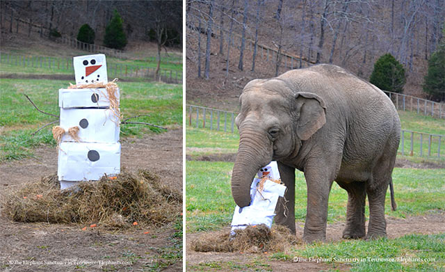 Snowman was filled with hay and other treats.