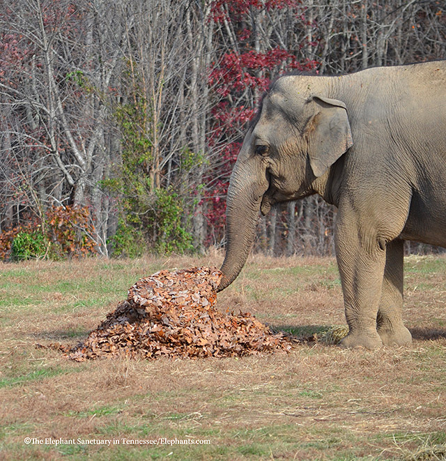 Tarra enjoys dusting herself with the leaves.