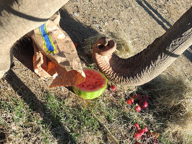 Each had her own large paper bag filled with treats.