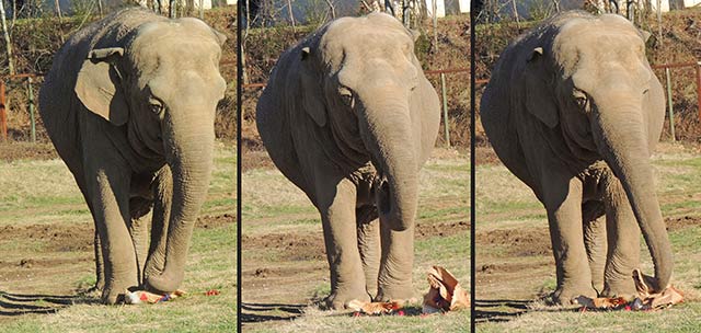 Minnie stepped on her bag to hold it down while she ripped it open.