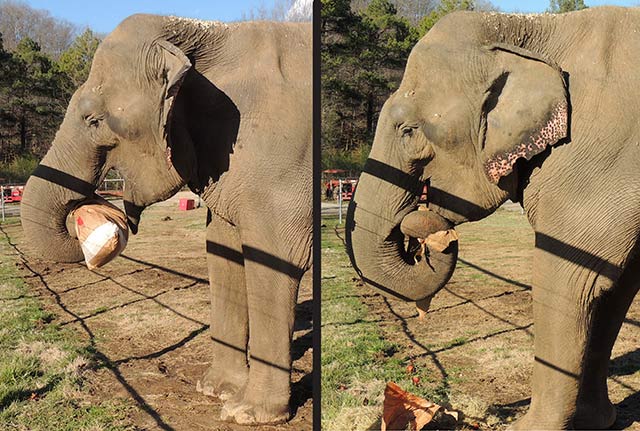 Frieda picked up her bag gently with her trunk and rolled it up to her mouth.